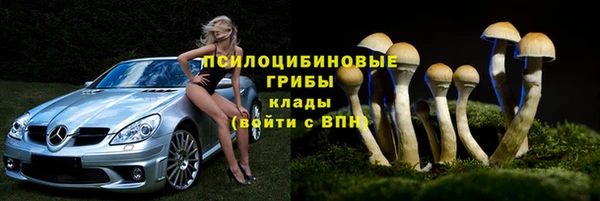 индика Ельня